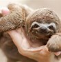 Sloth Adalh 5 Tahun